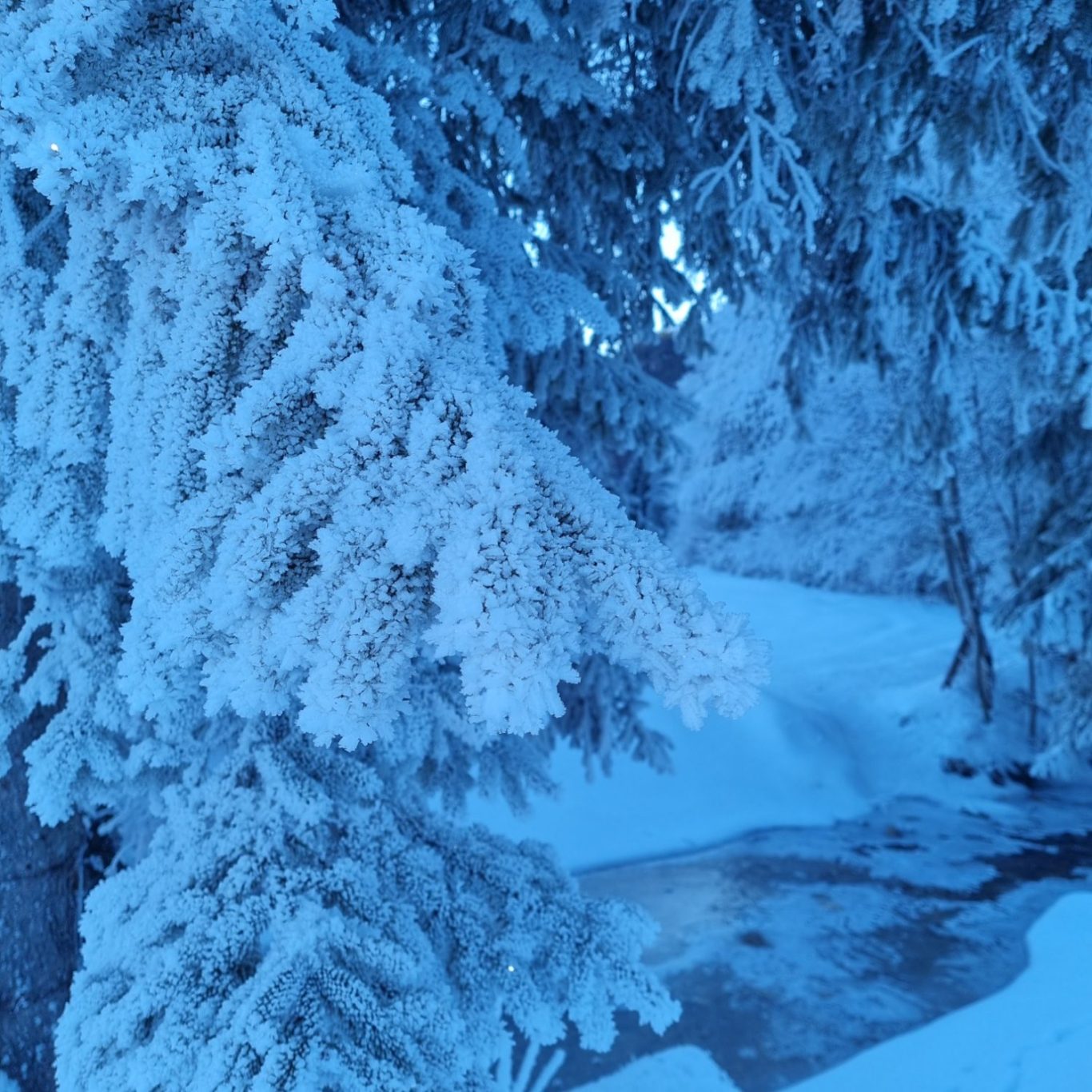 Winter in Lenggries Zweige mit frostigem Schnee in einer winterlichen, blauen Landschaft.
