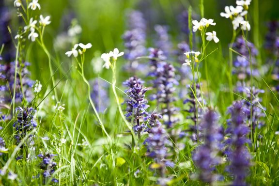 Blumenwiese vor dem Ferienhaus Blumenwiese vor dem Ferienhaus Katharina in Lenggries